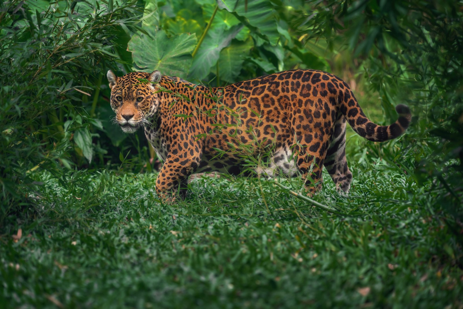 Jaguar caminando entre vegetación de selva