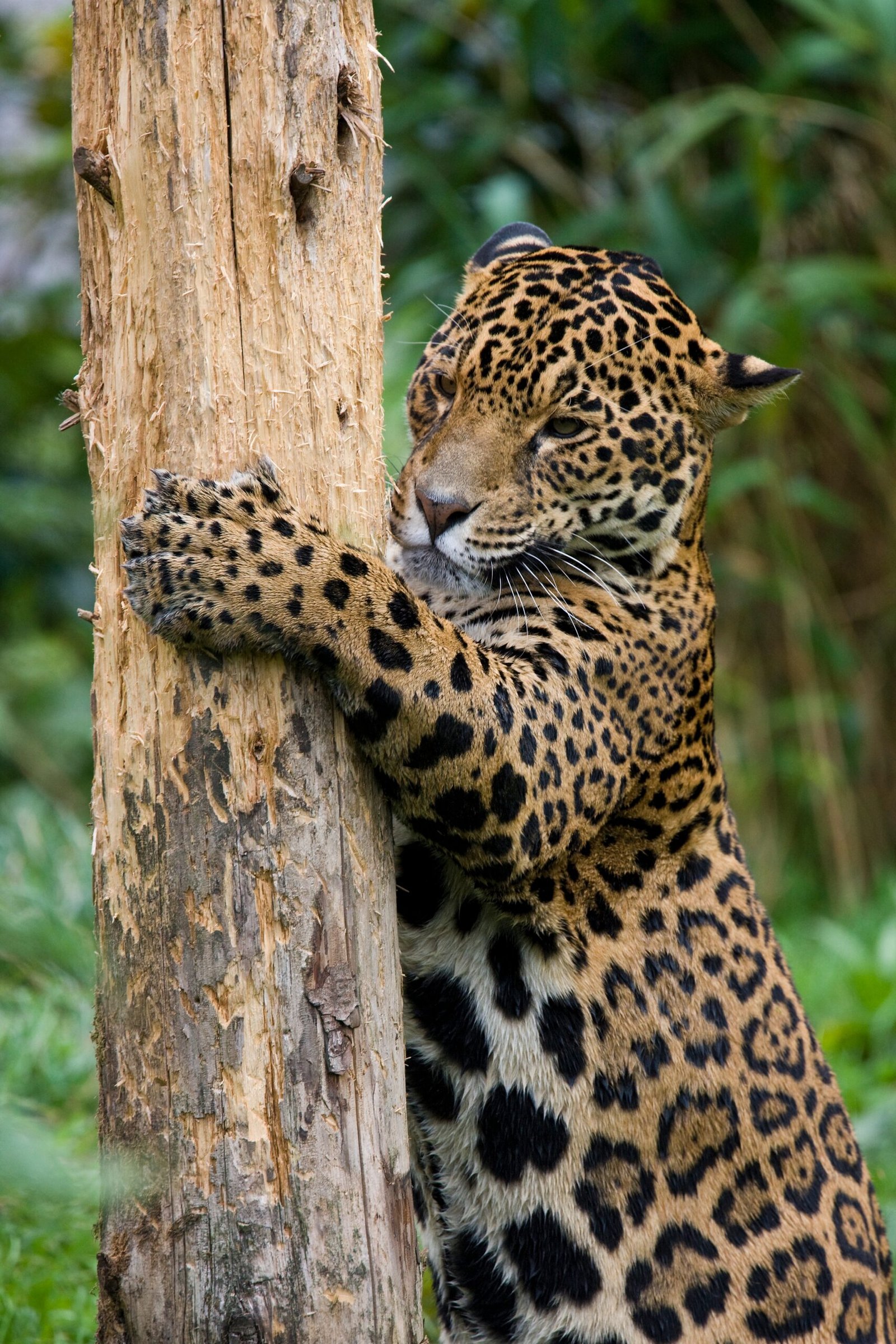 Felino manchado sobre un tronco utilizado como imagen comparativa