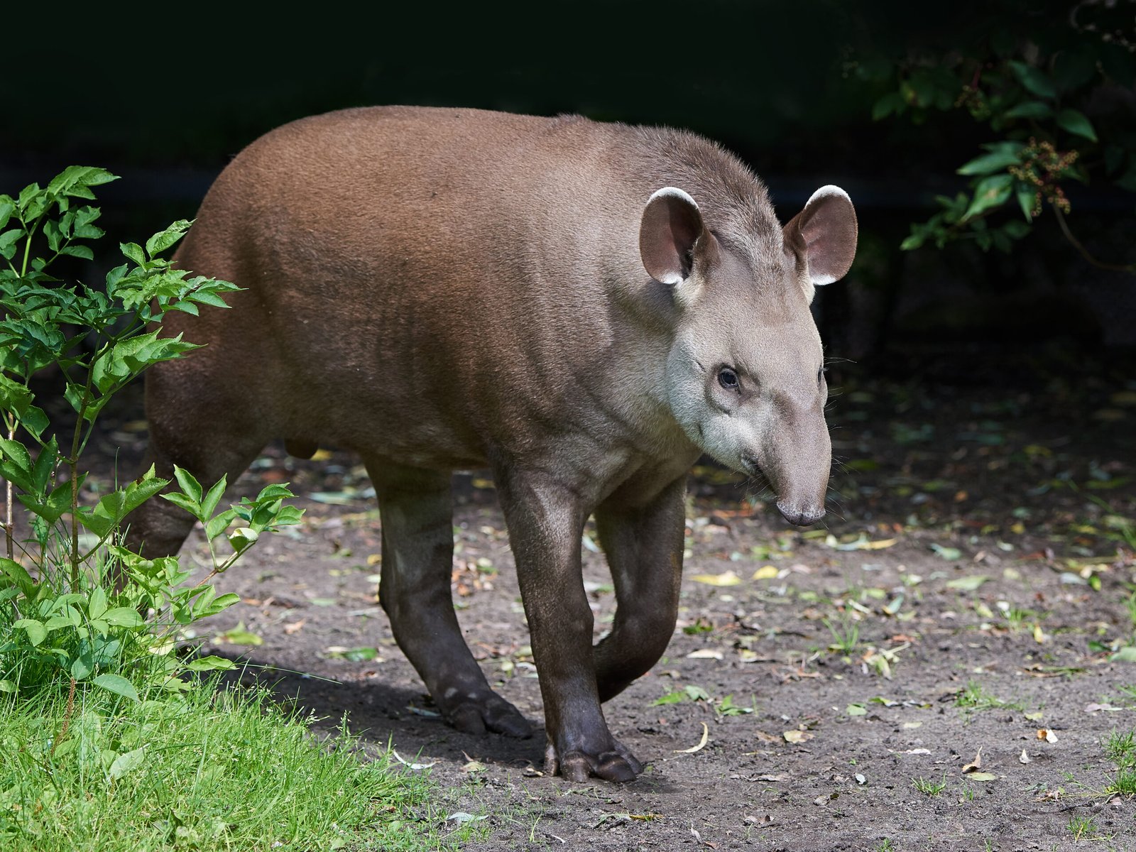 Tapir caminando sobre suelo cubierto de vegetación como imagen comparativa