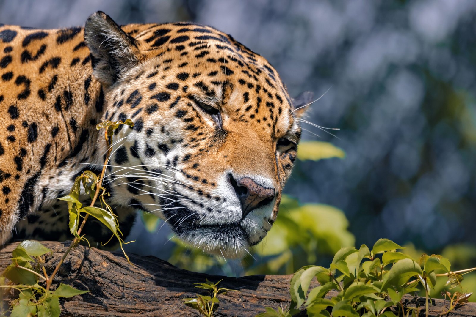 Jaguar descansando entre vegetación