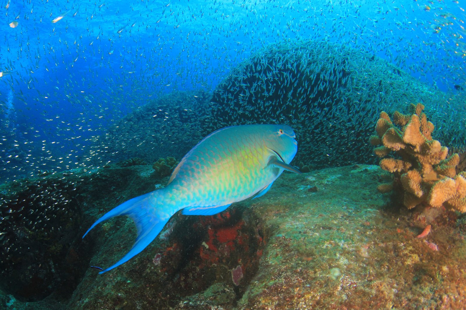 Parrotfish swimming across a tropical reef with smaller fish