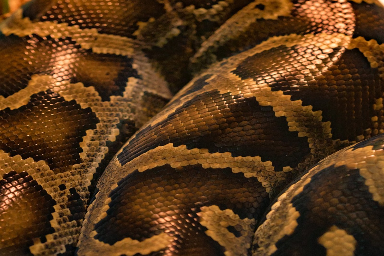 Detalle de escamas y patrón de una serpiente enrollada