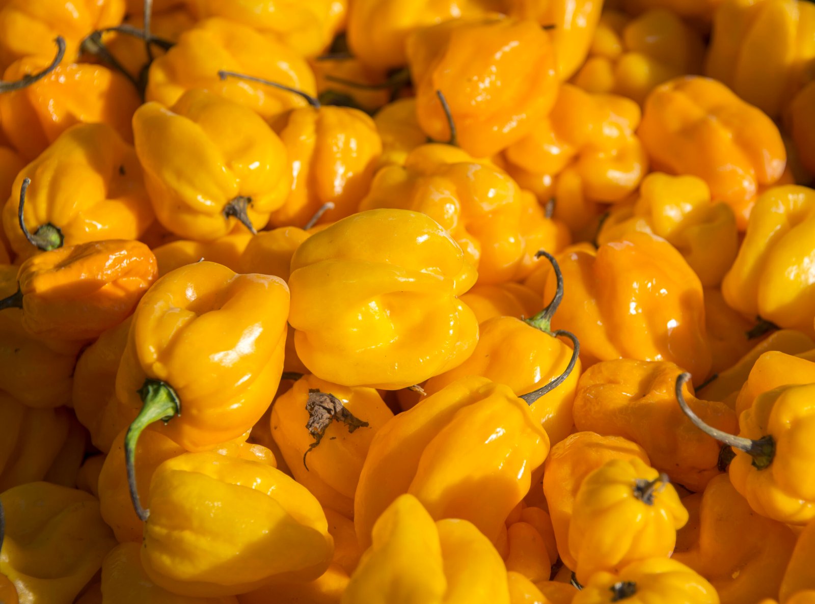 Grupo de chiles habaneros amarillos