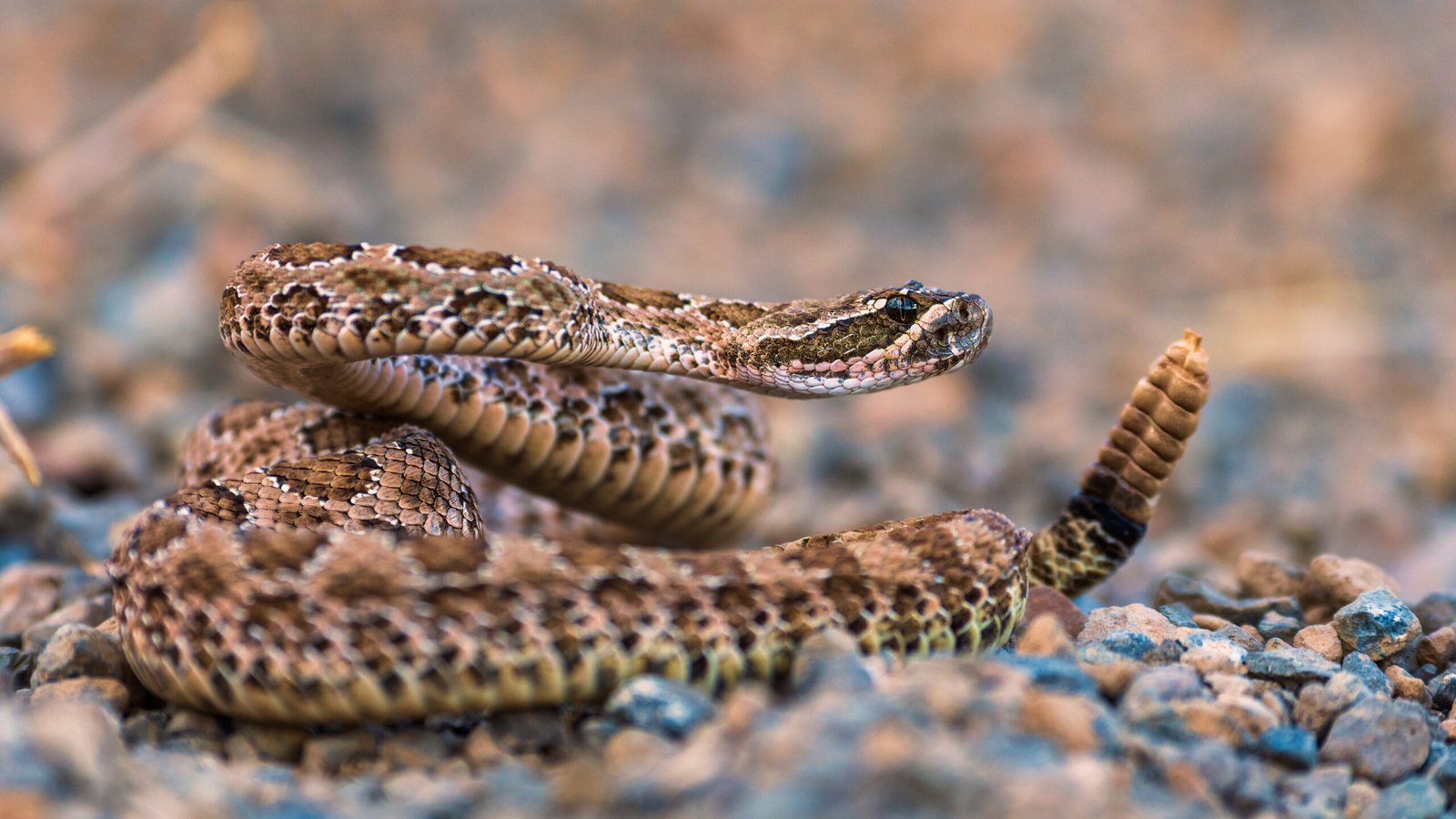 Serpiente de cascabel enrollada en postura defensiva como imagen ilustrativa
