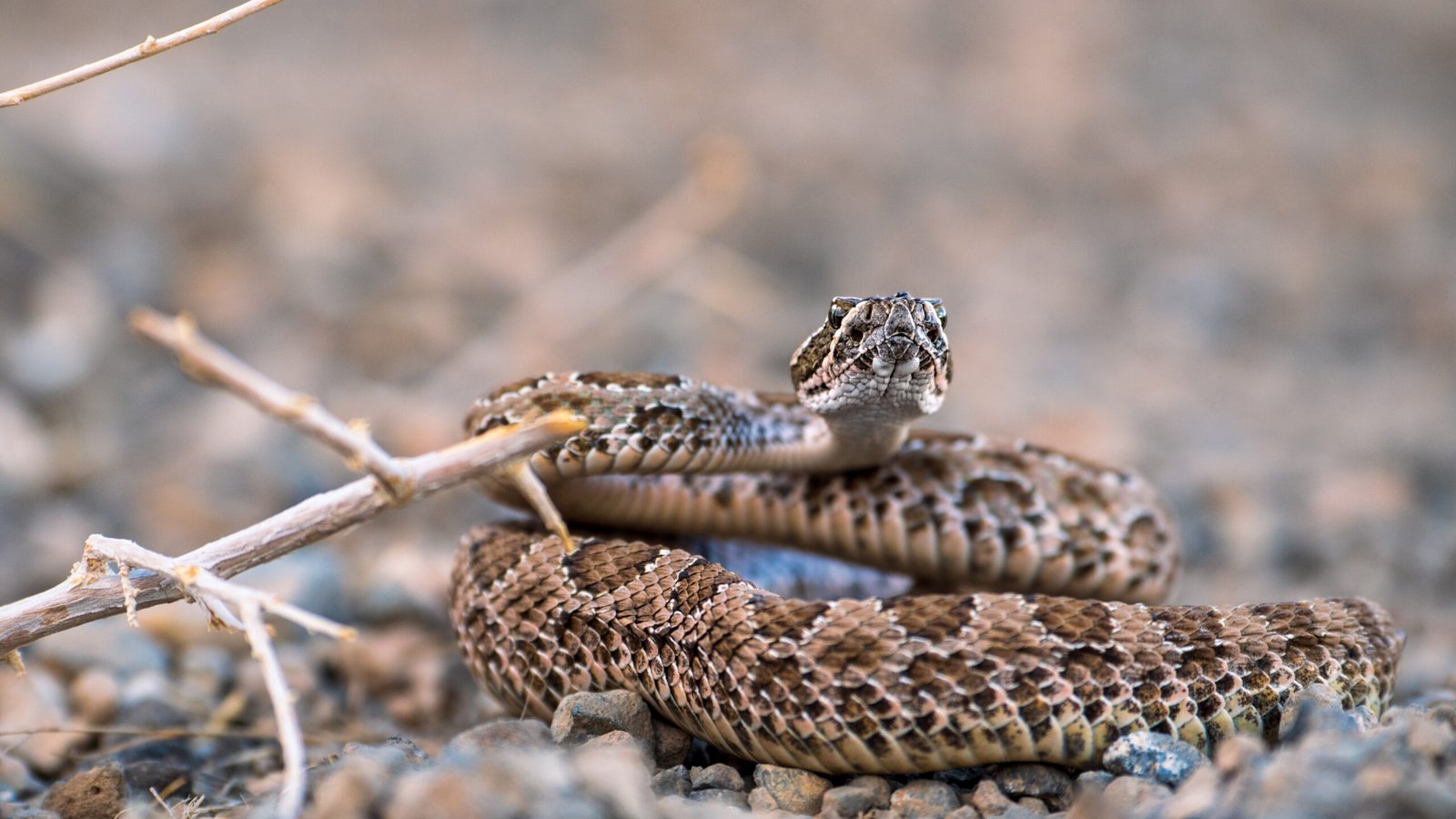 Serpiente de cascabel enrollada sobre el suelo utilizada como imagen ilustrativa