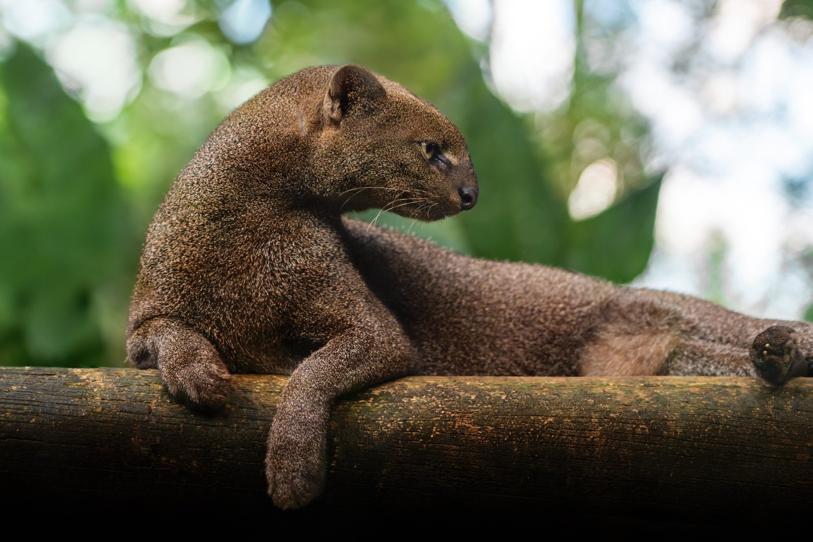 Jaguarundi descansando sobre una rama en ambiente de vegetación