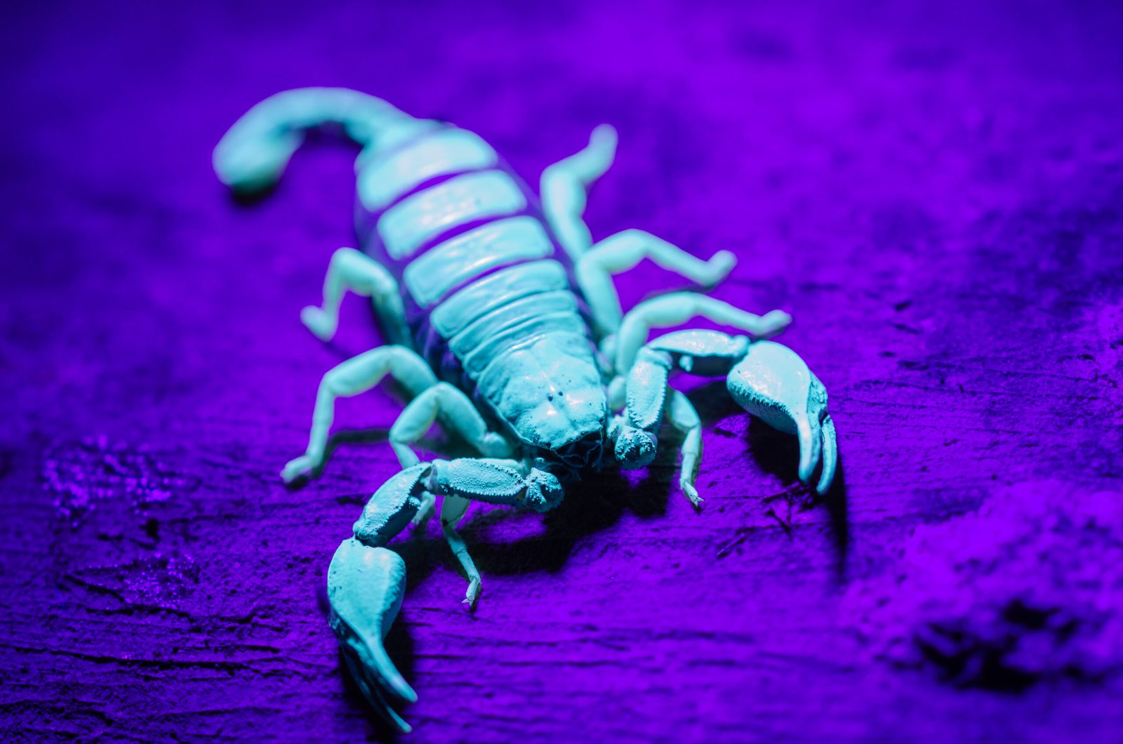 Escorpión mostrando fluorescencia bajo iluminación ultravioleta azul y violeta