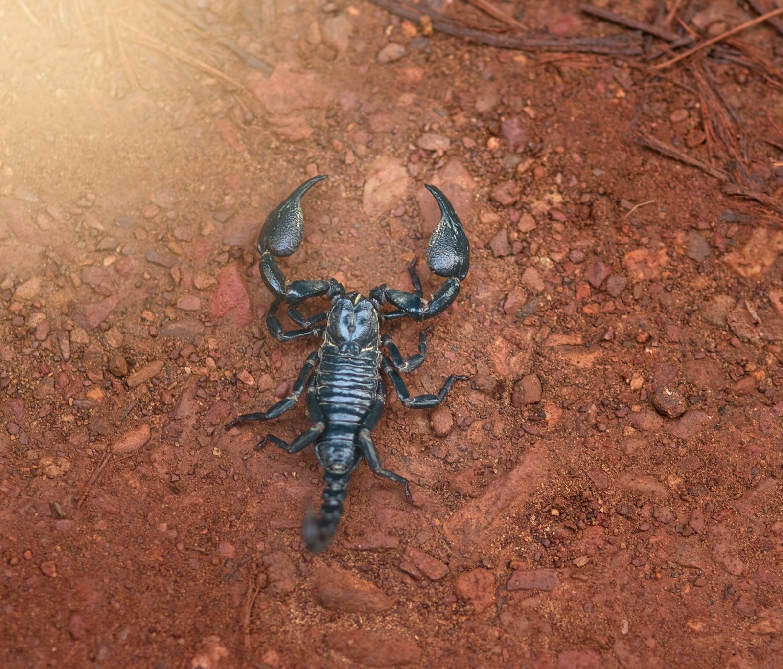Escorpión desplazándose sobre el suelo en su hábitat natural