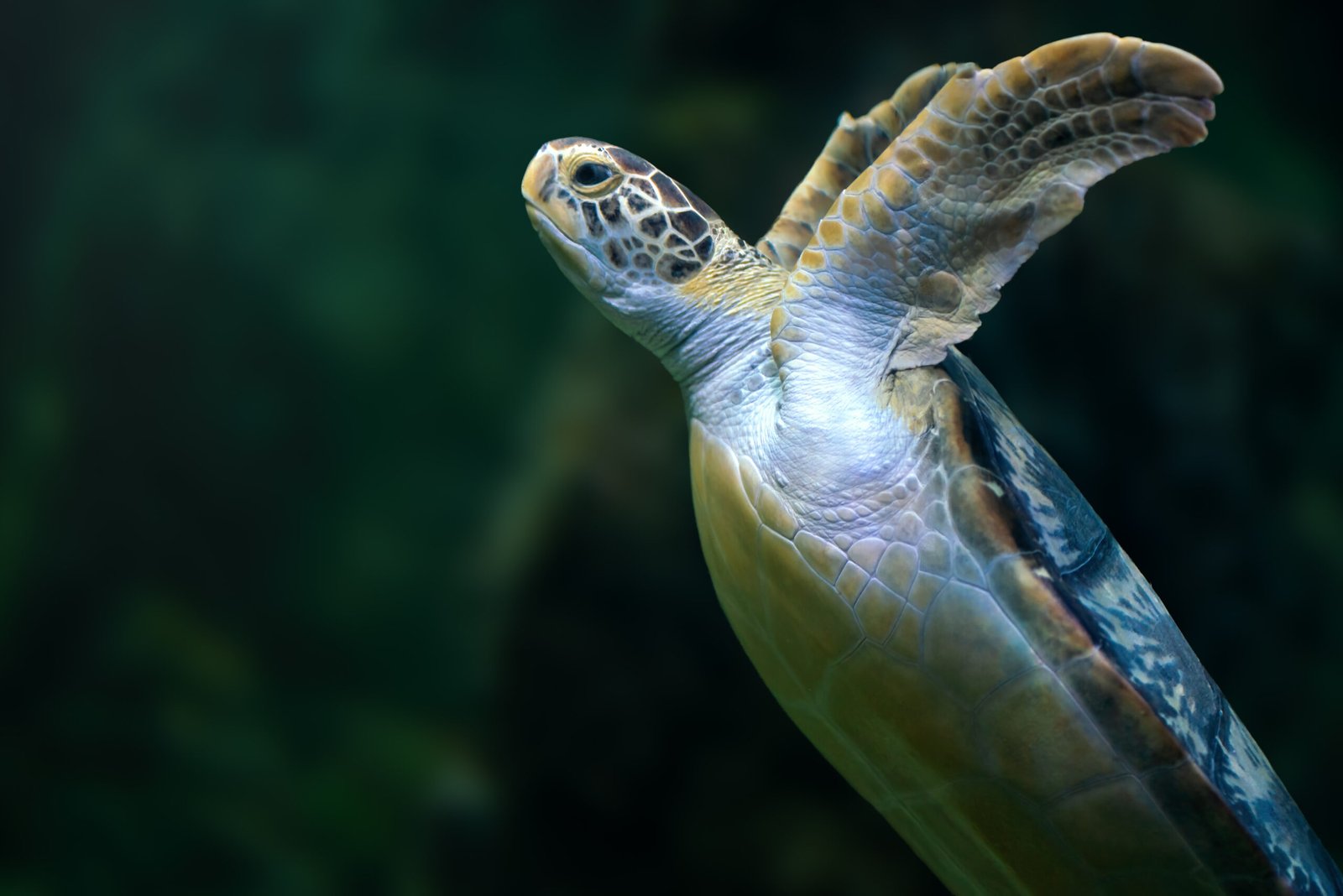 Tortuga marina nadando en aguas oceánicas