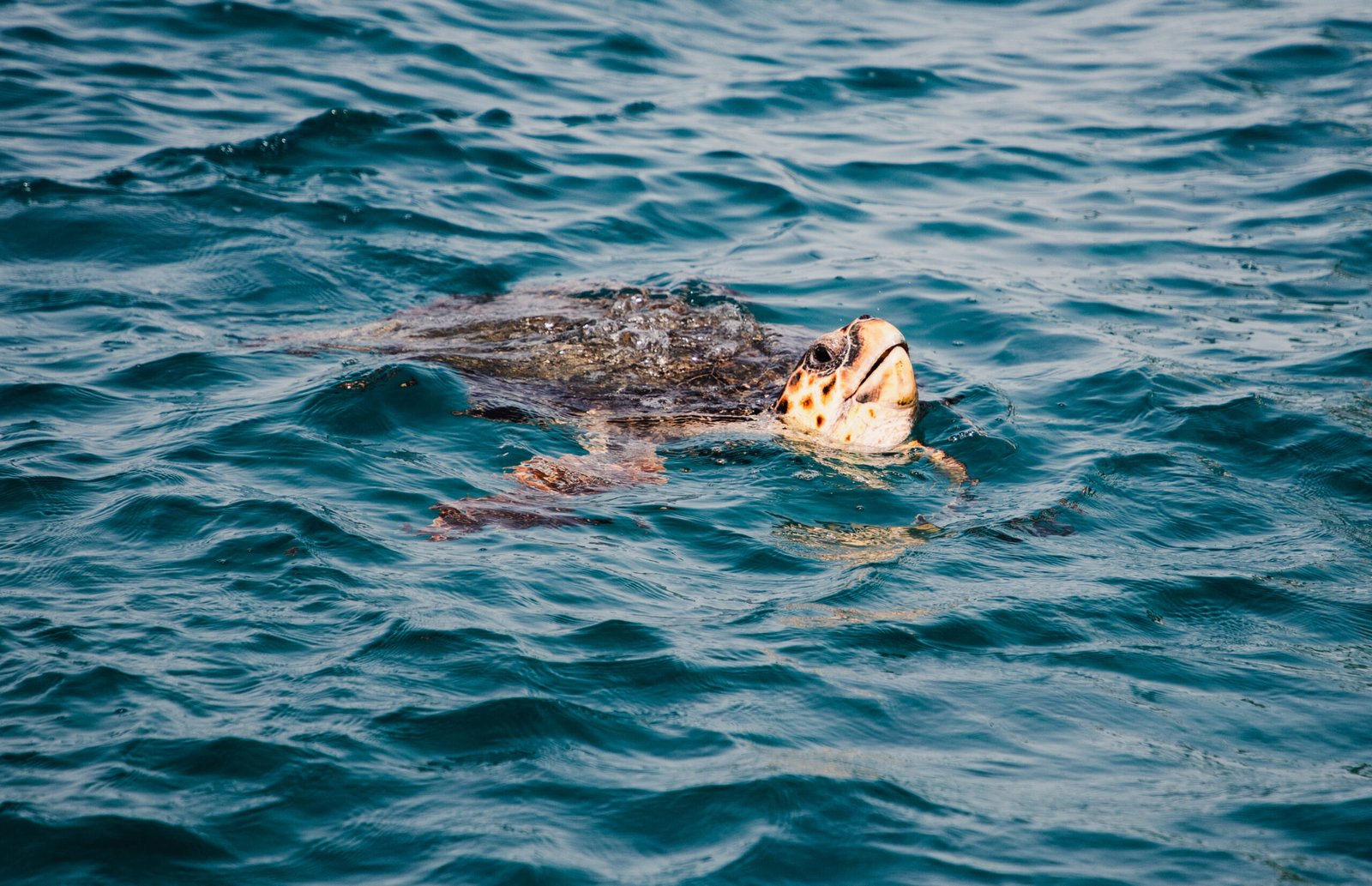 Tortuga marina nadando en agua azul