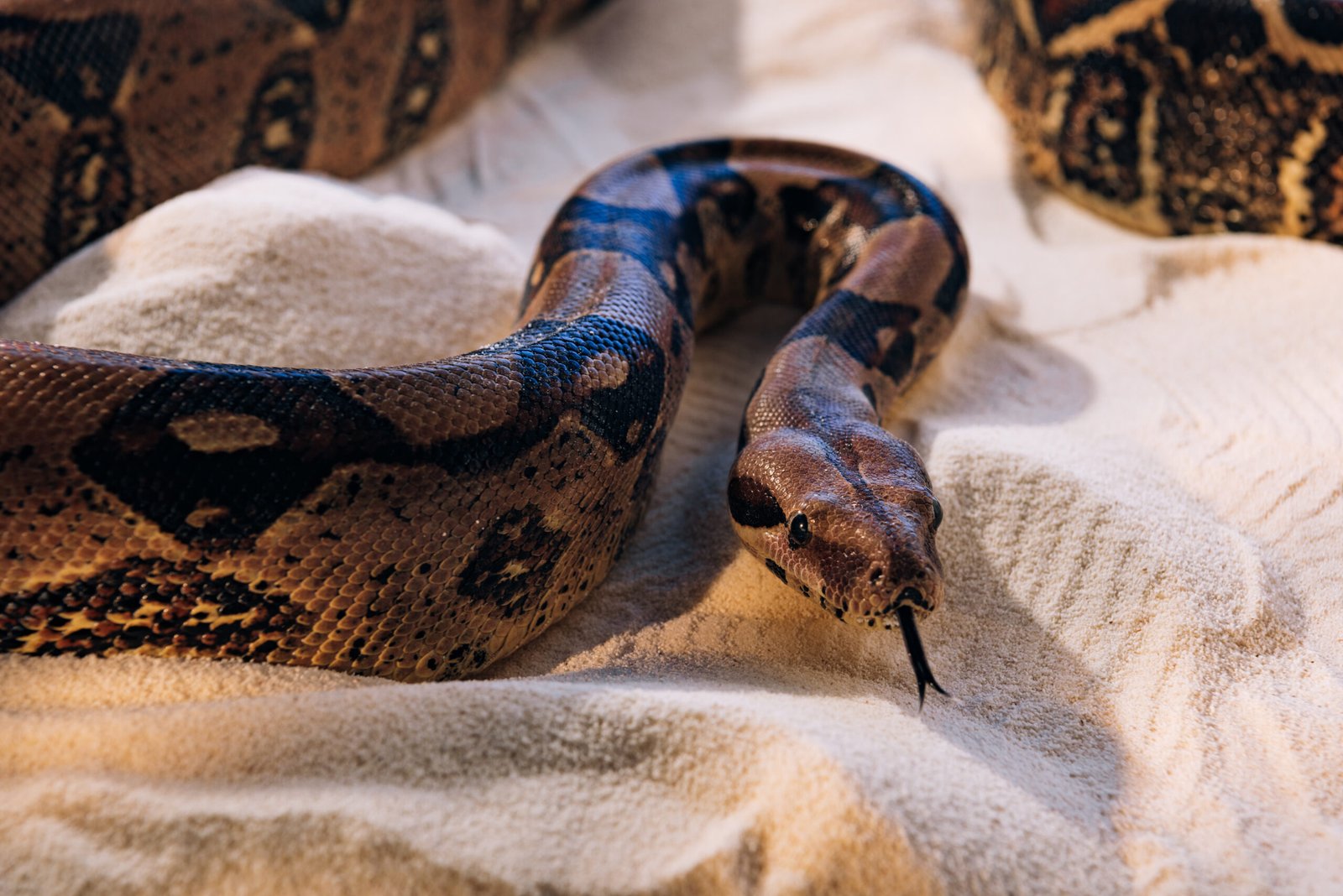 Serpiente utilizando su lengua bifurcada sobre arena