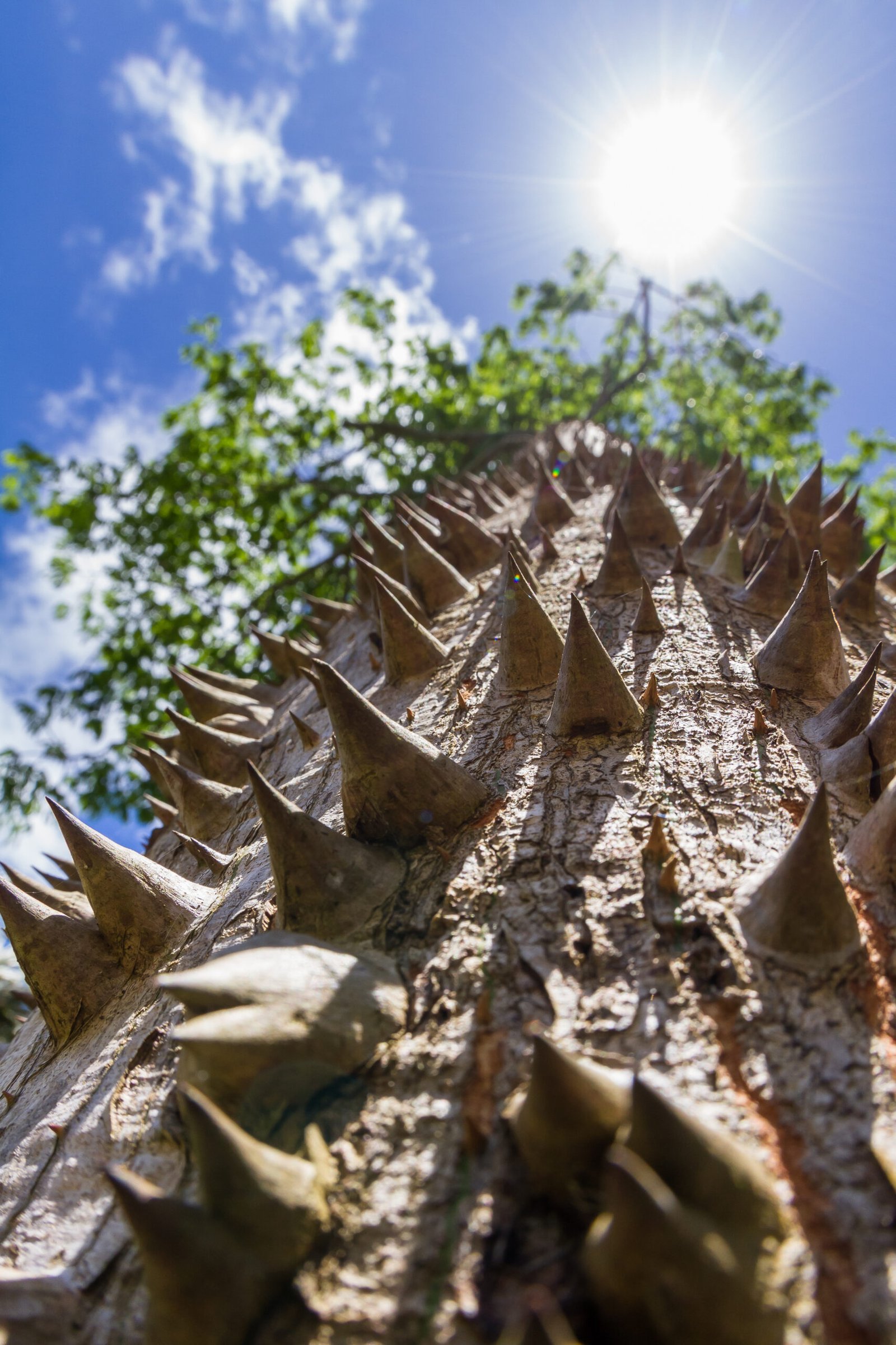 Tronco cubierto de espinas cónicas similar al de una ceiba joven
