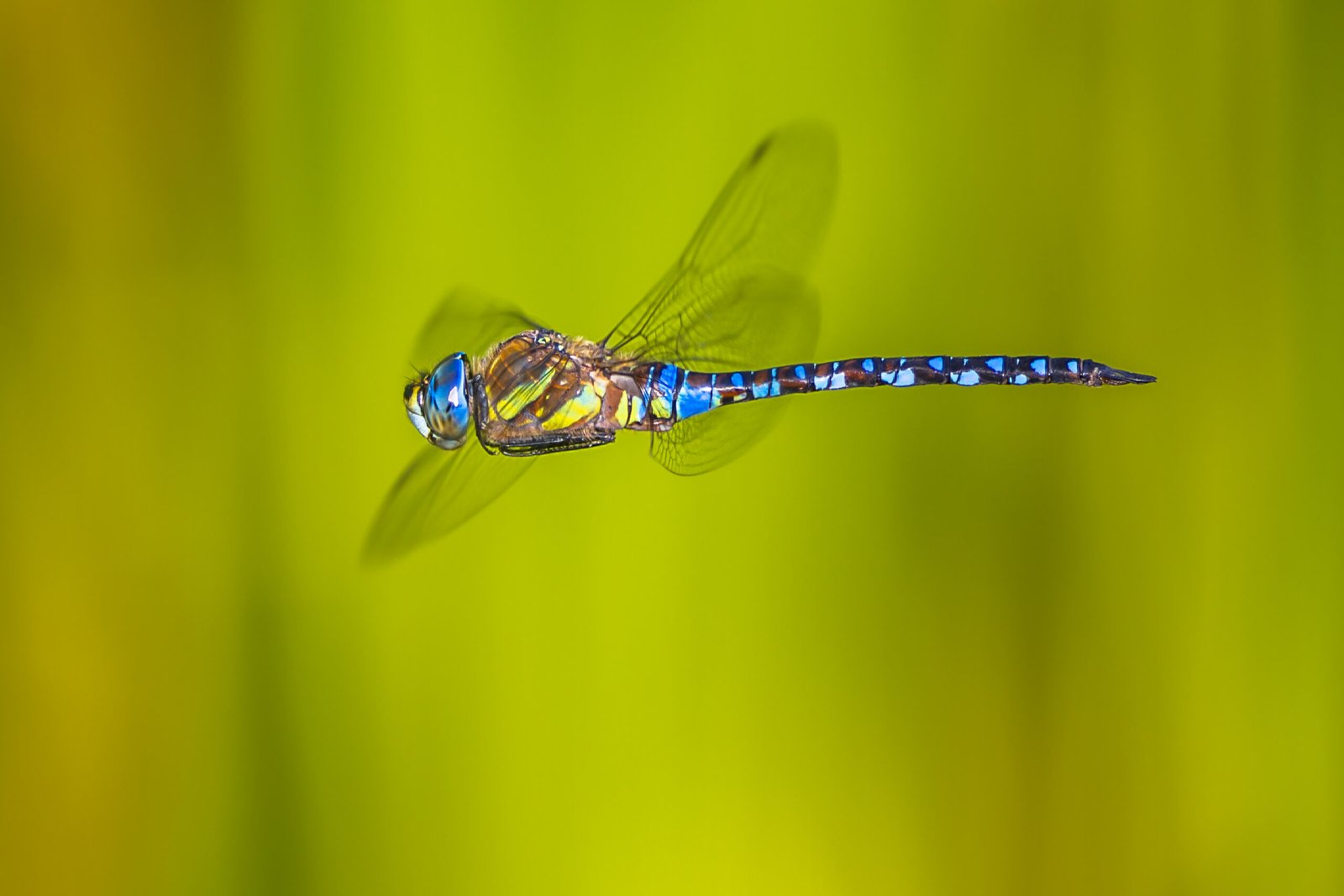 Libélula volando sobre un fondo verde
