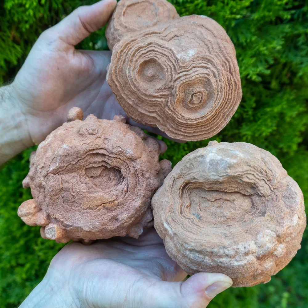 Close view of a stromatolite microbial structure