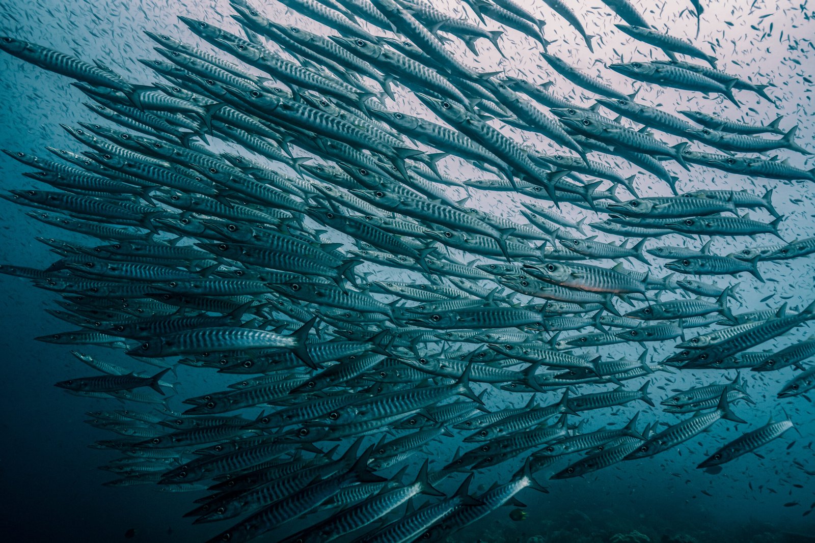 Cardumen de barracudas nadando bajo el agua
