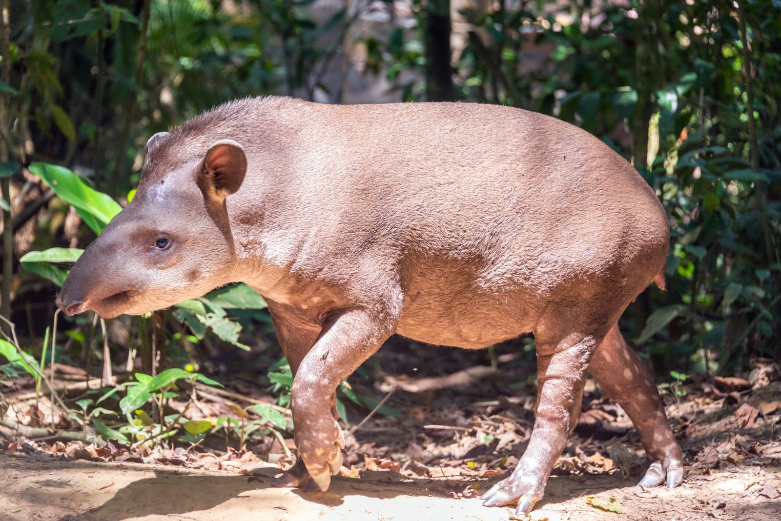 Tapir caminando entre vegetación de bosque como imagen ilustrativa