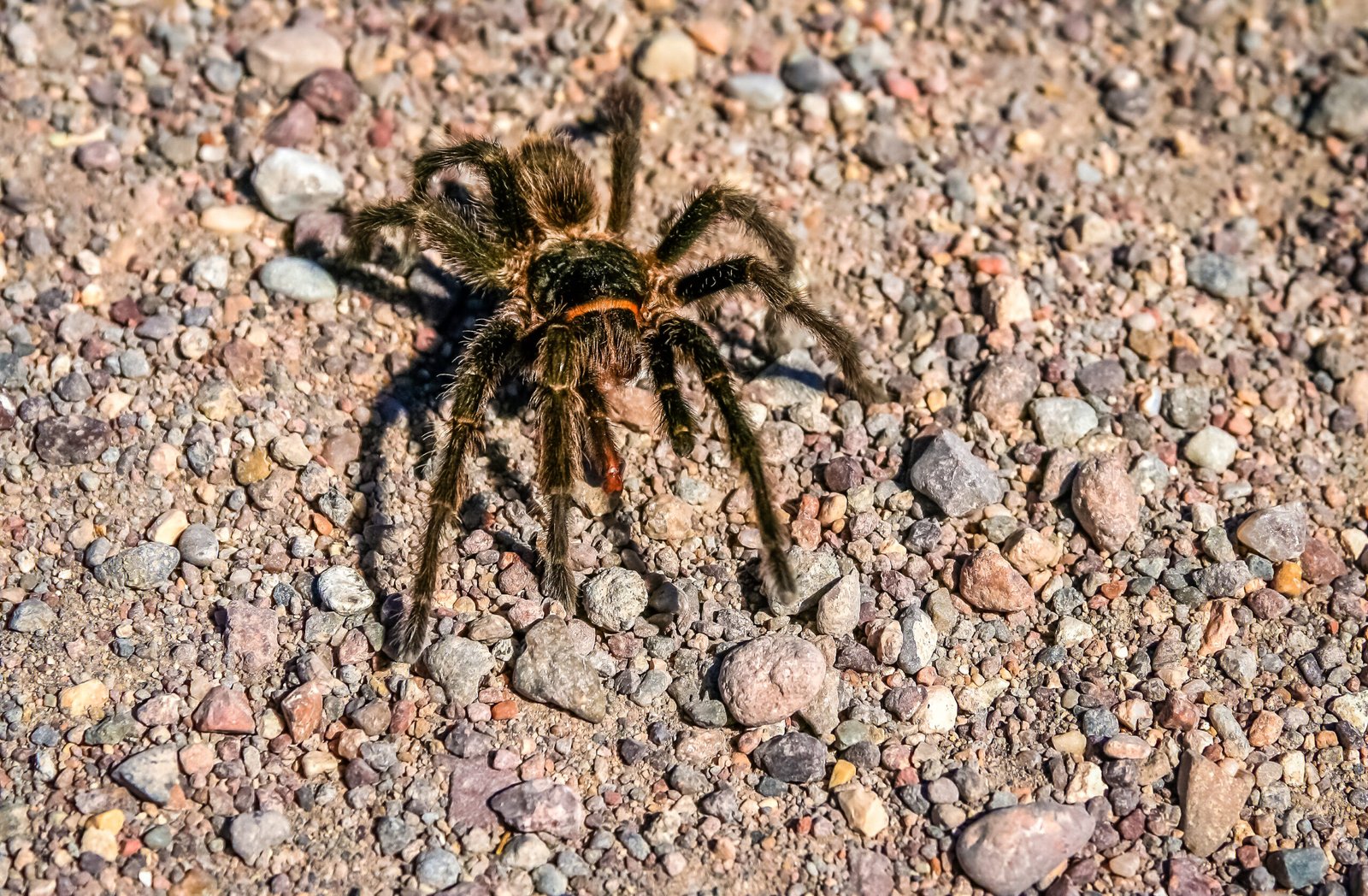 Tarántula caminando sobre terreno rocoso, imagen ilustrativa