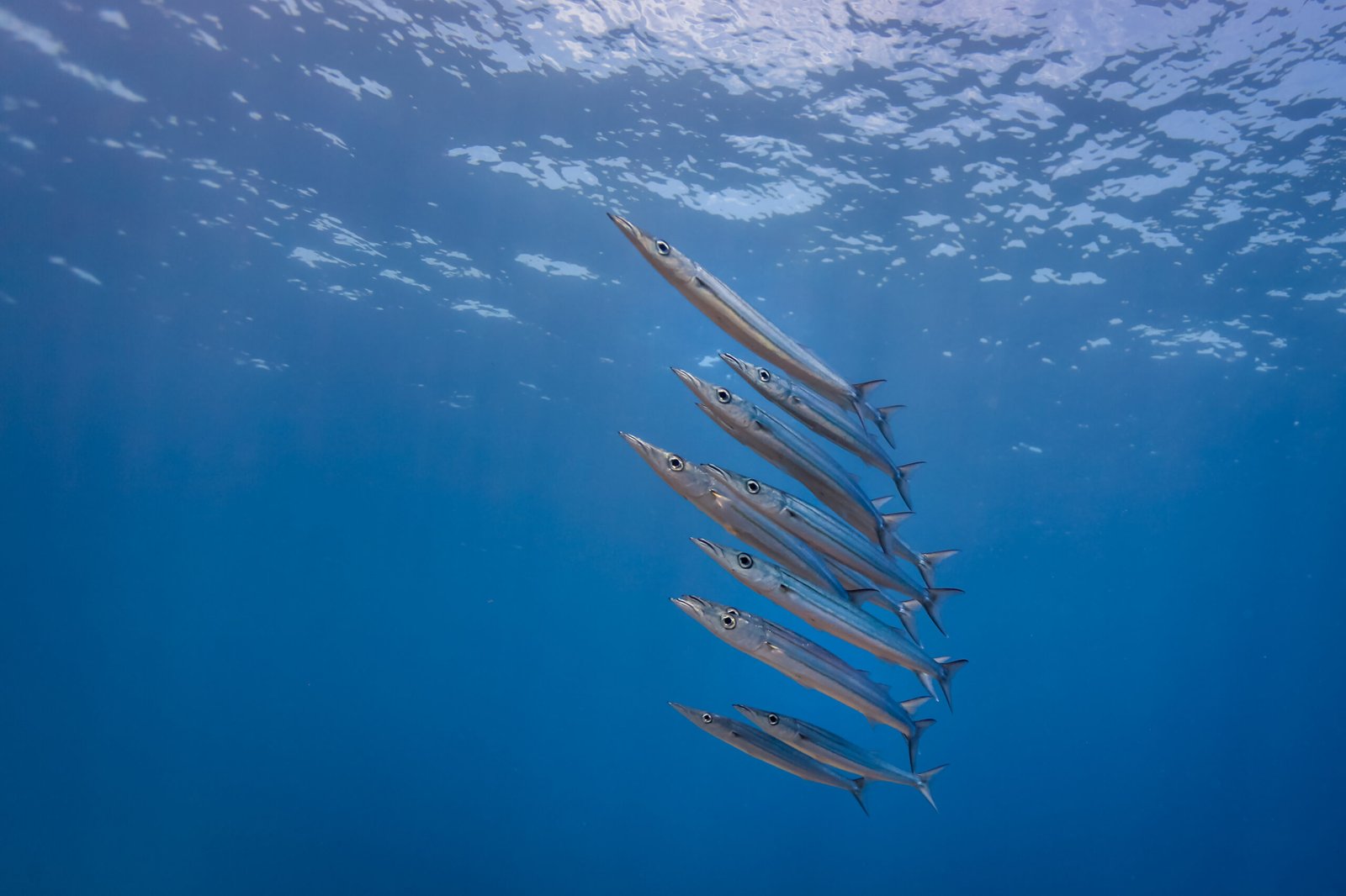 Barracudas juveniles nadando en formación