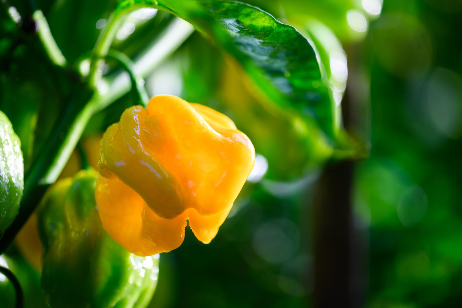 Chile habanero amarillo creciendo en una planta