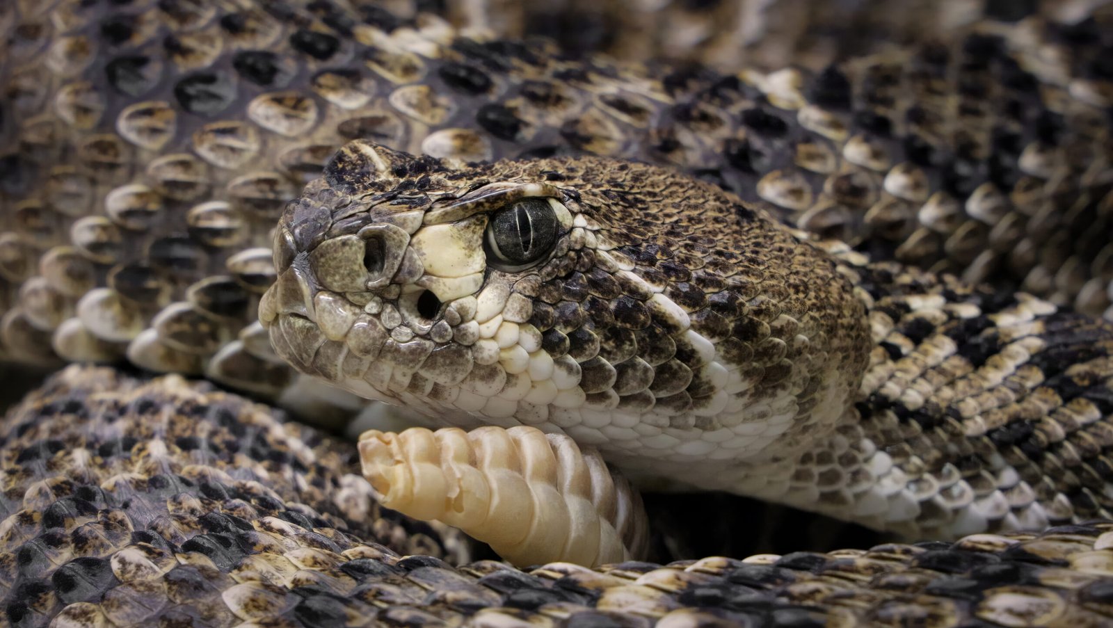Serpiente de cascabel de diamante occidental utilizada como referencia visual de otra especie del género Crotalus