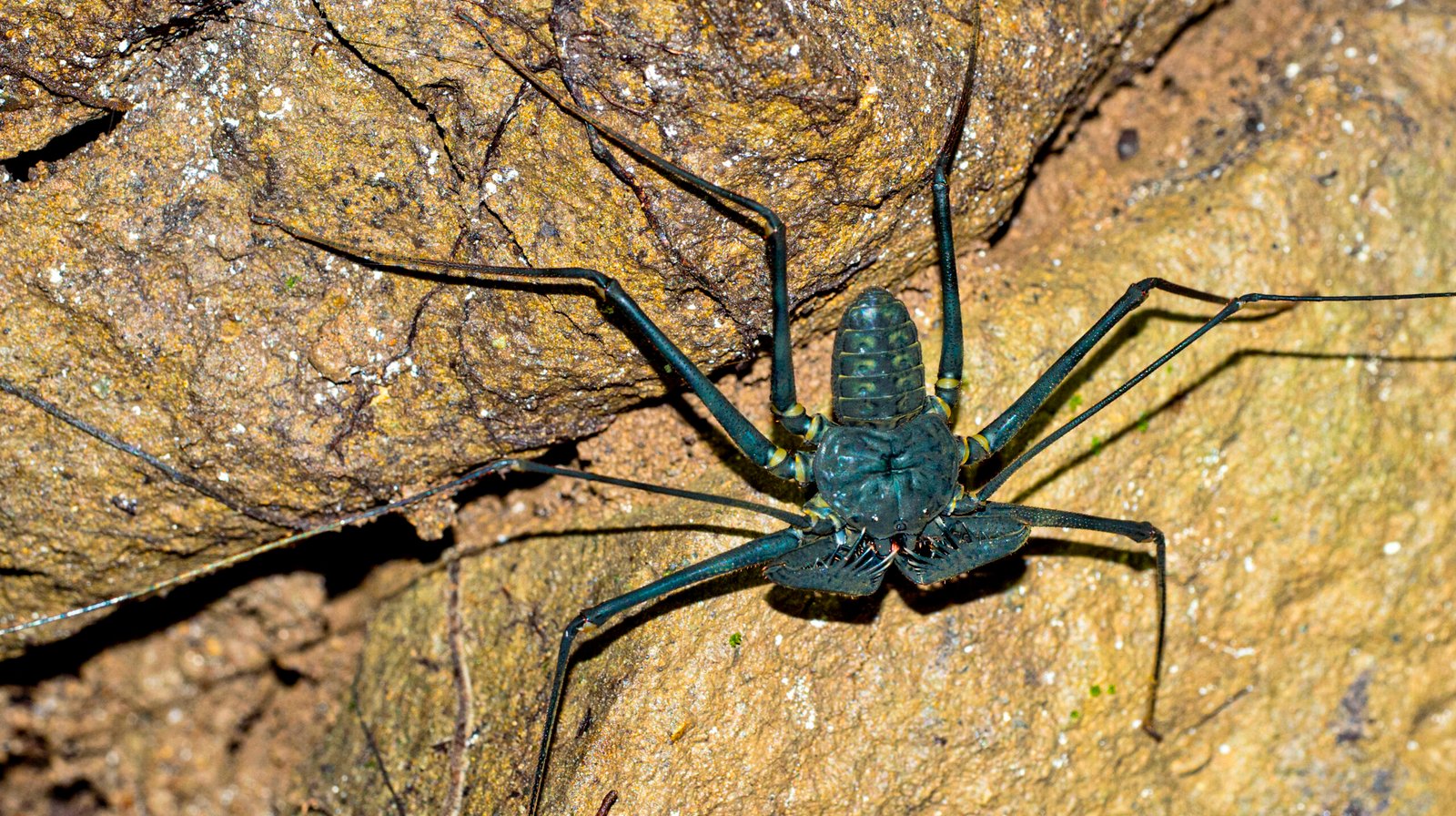 Amblipigio o whip spider fotografiado en ambiente tropical