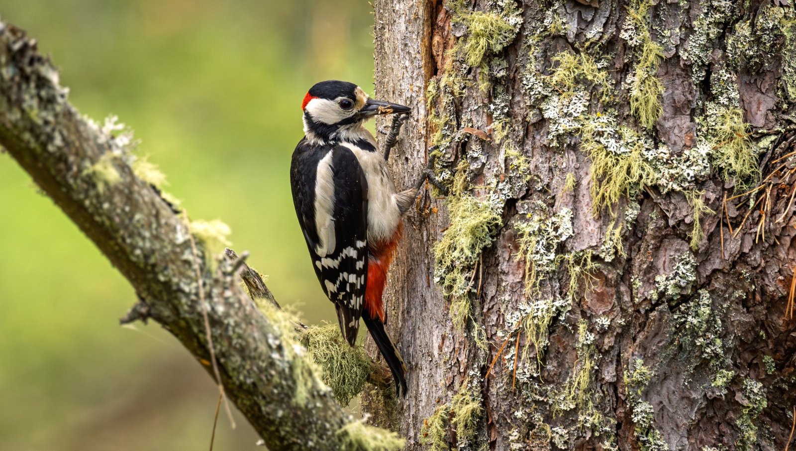 Pájaro carpintero buscando alimento en un árbol como imagen comparativa