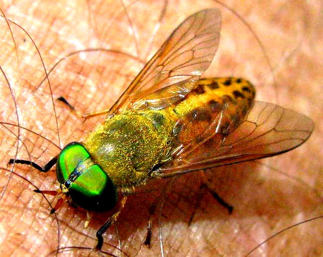 Tábano verde posado sobre piel humana durante un intento de alimentación