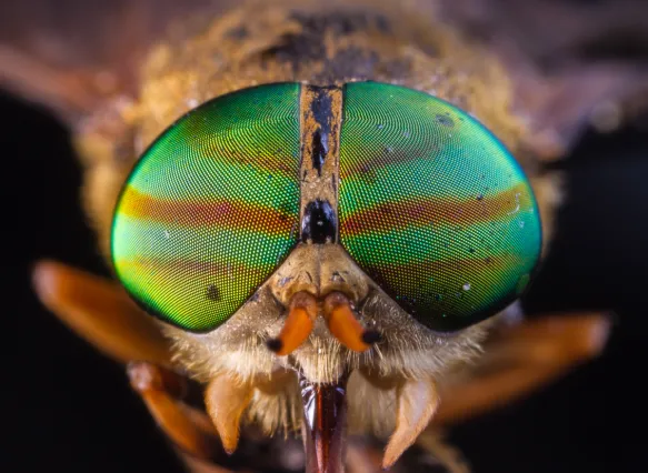 Primer plano frontal de un tábano con ojos compuestos verdes e iridiscentes