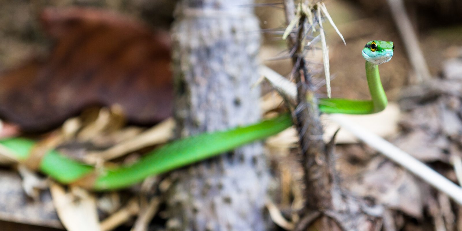 Serpiente verde muy delgada con la cabeza levantada entre vegetación seca