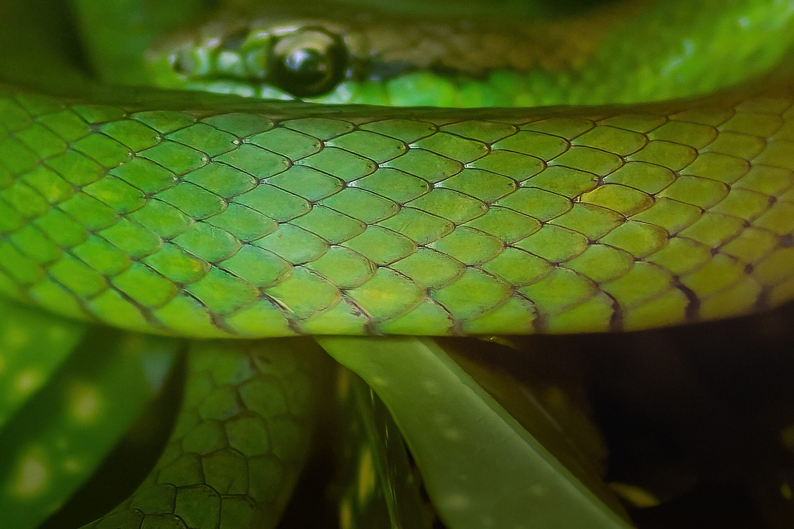 Detalle de las escamas verdes de una serpiente enrollada entre hojas