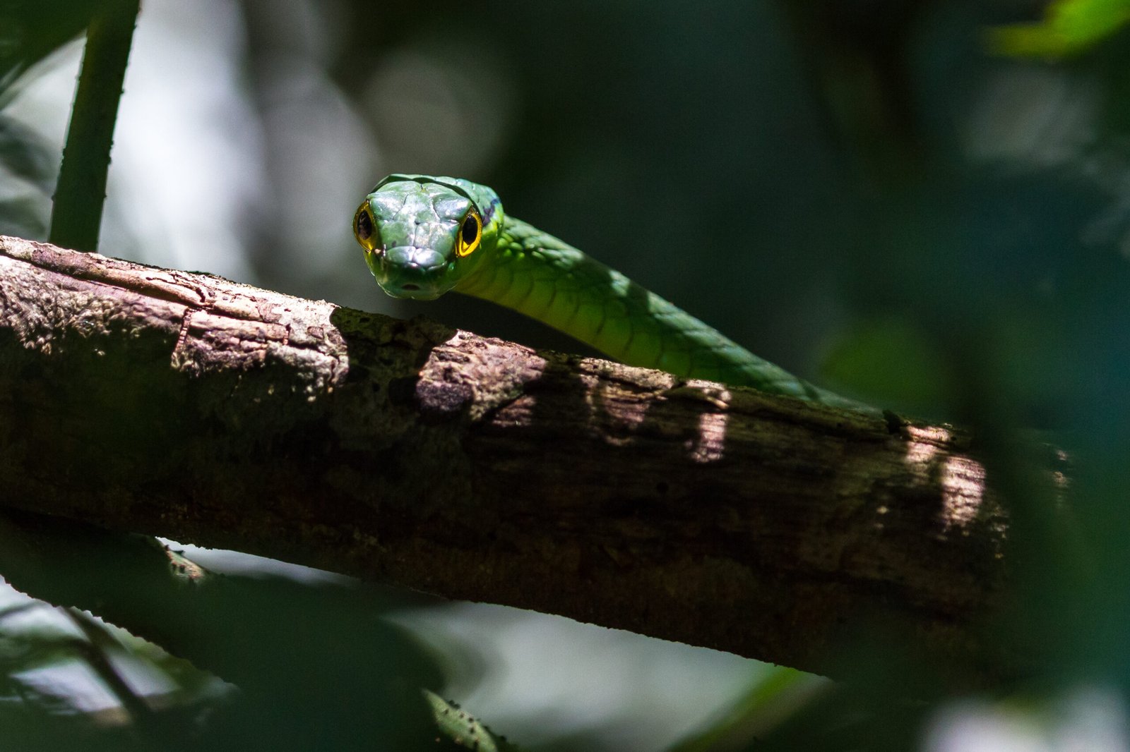 Primer plano de una serpiente verde sobre una rama en un bosque tropical