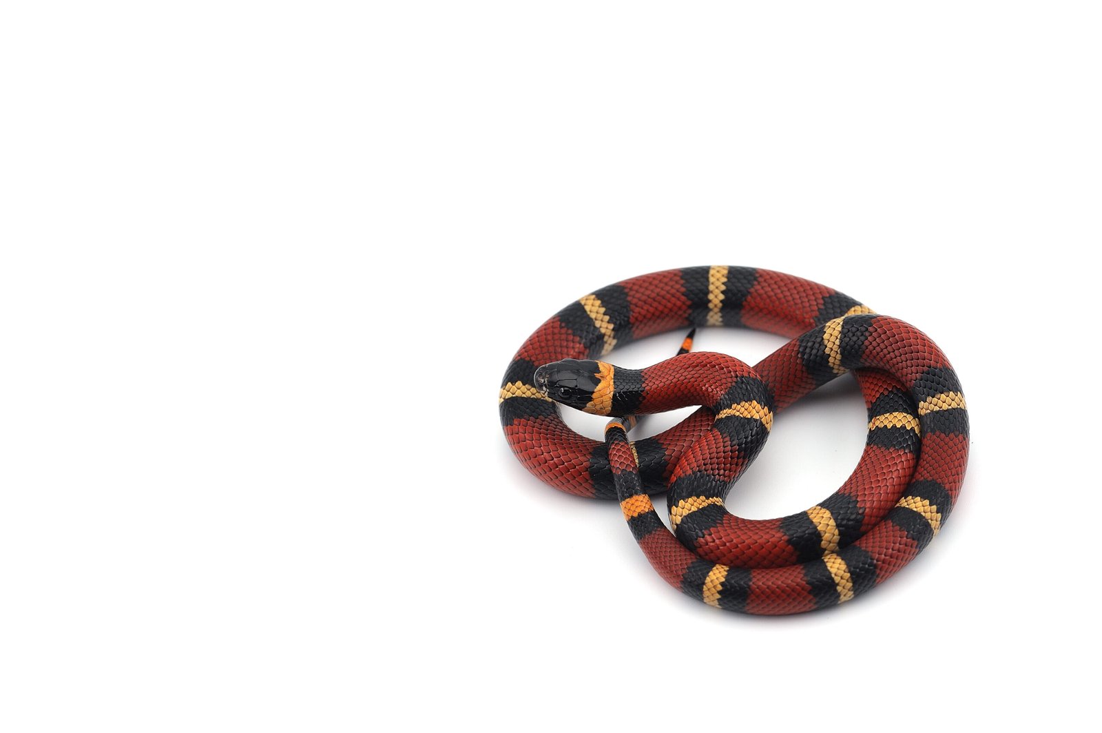 Serpiente anillada de colores contrastantes sobre fondo blanco