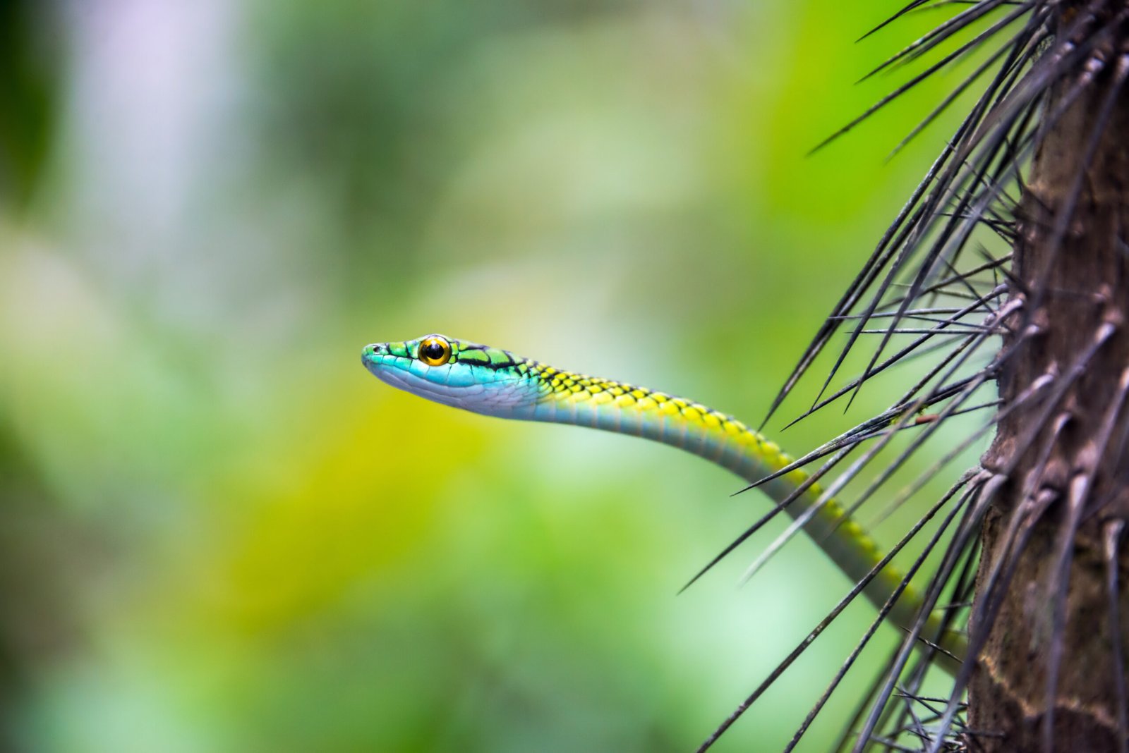 Serpiente verde y amarilla asomándose entre ramas de un árbol tropical