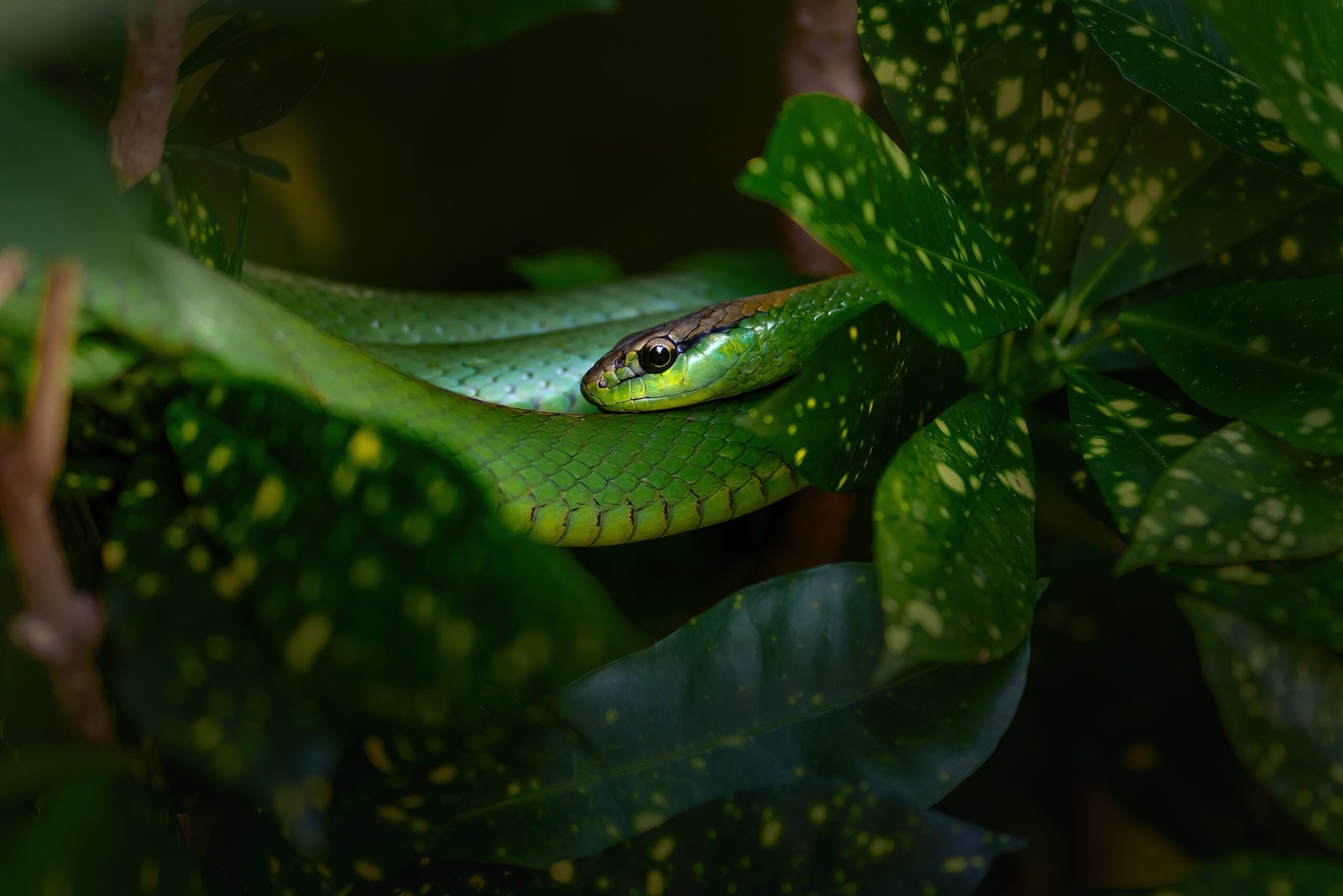 Serpiente verde camuflada entre hojas tropicales