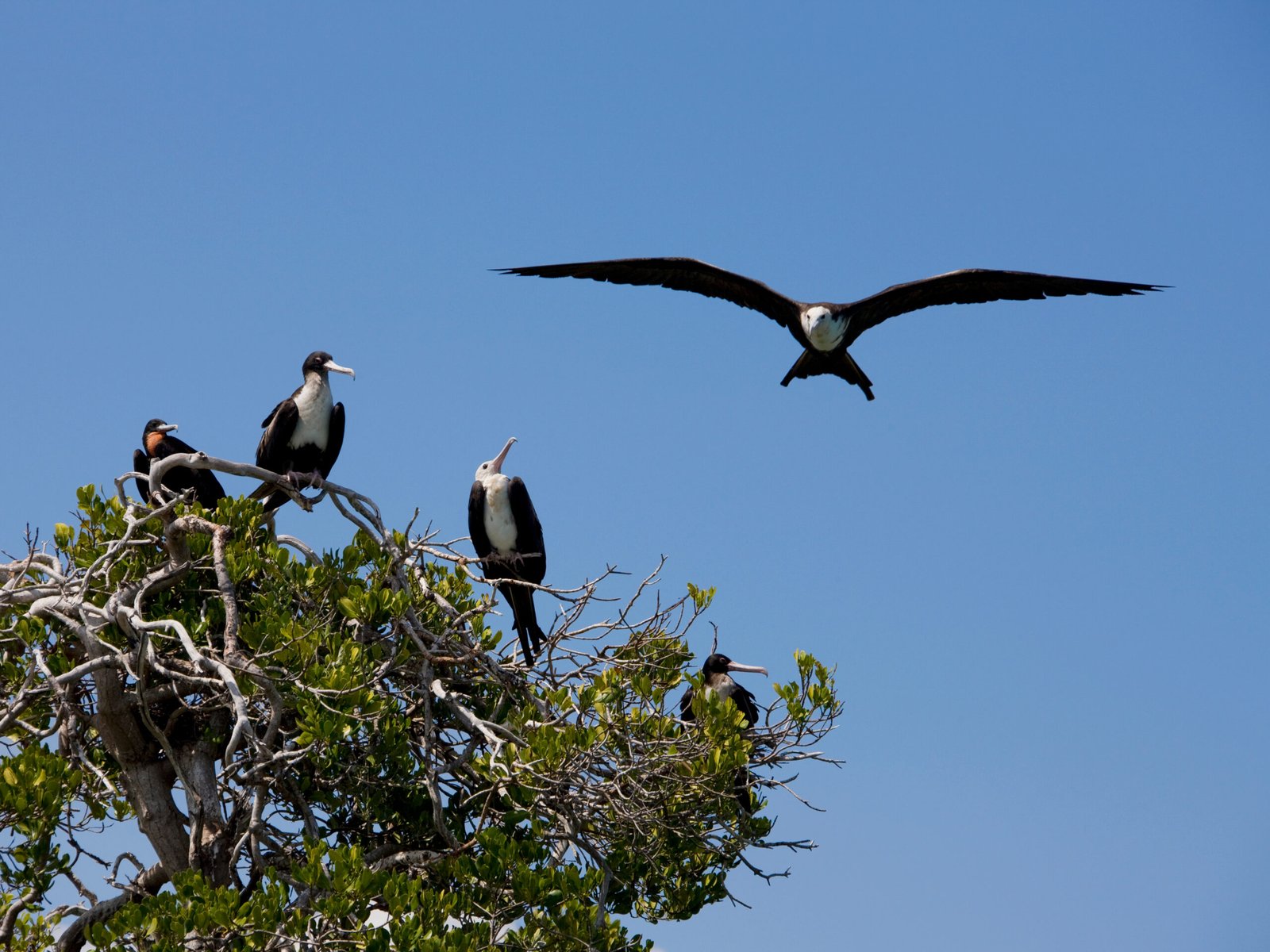 Fragatas del género Fregata en el atolón de Aldabra, Seychelles