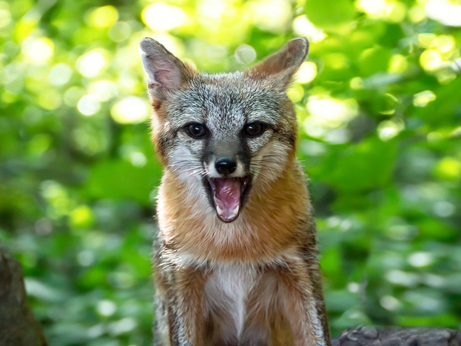 Zorro gris mostrando los dientes en un bosque