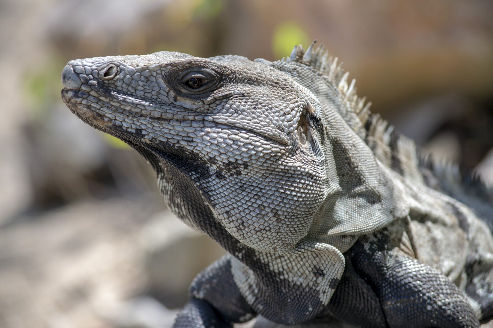 Primer plano de una iguana de cola espinosa mostrando escamas y espinas