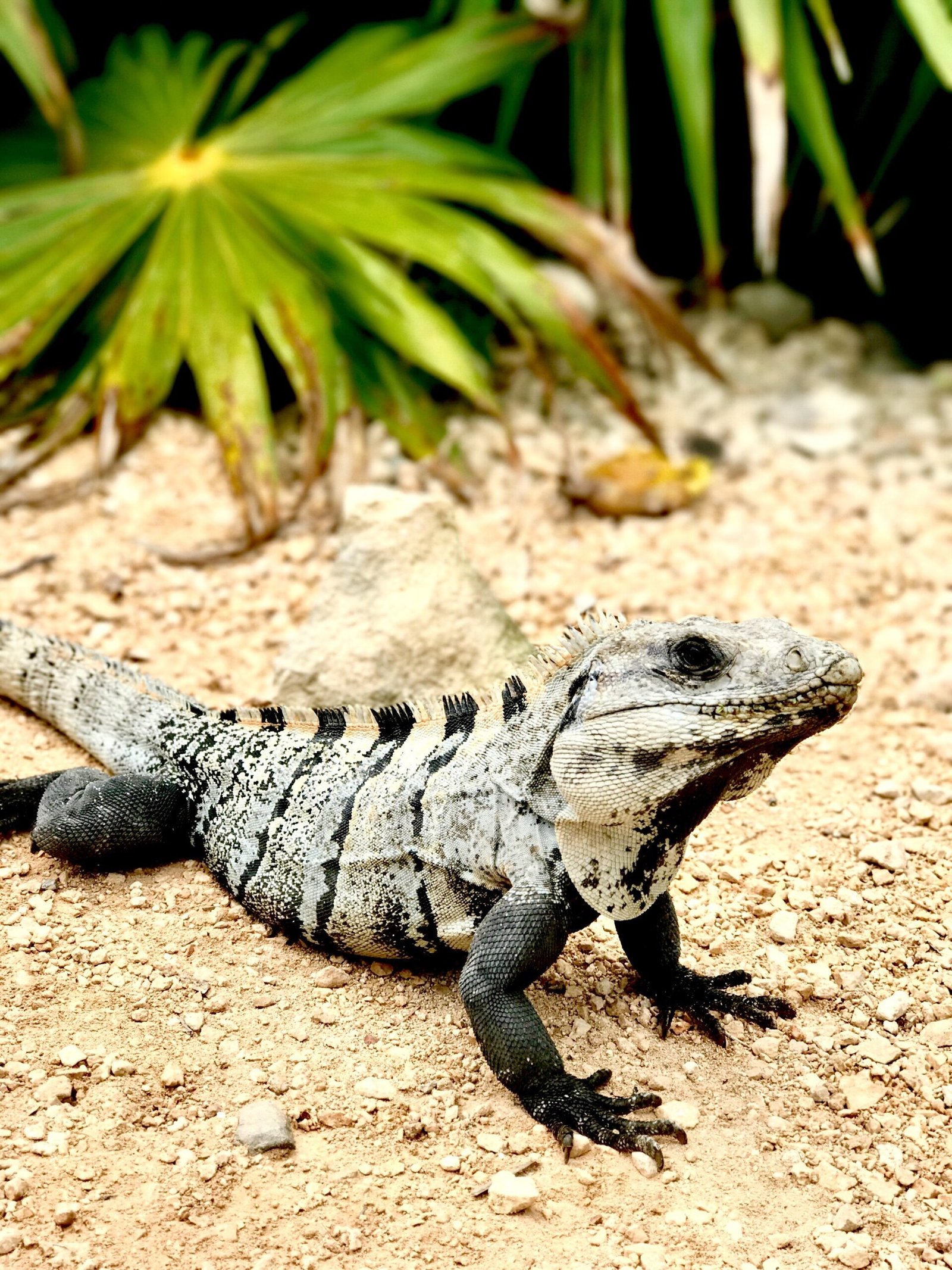 Iguana descansando sobre un terreno arenoso tropical