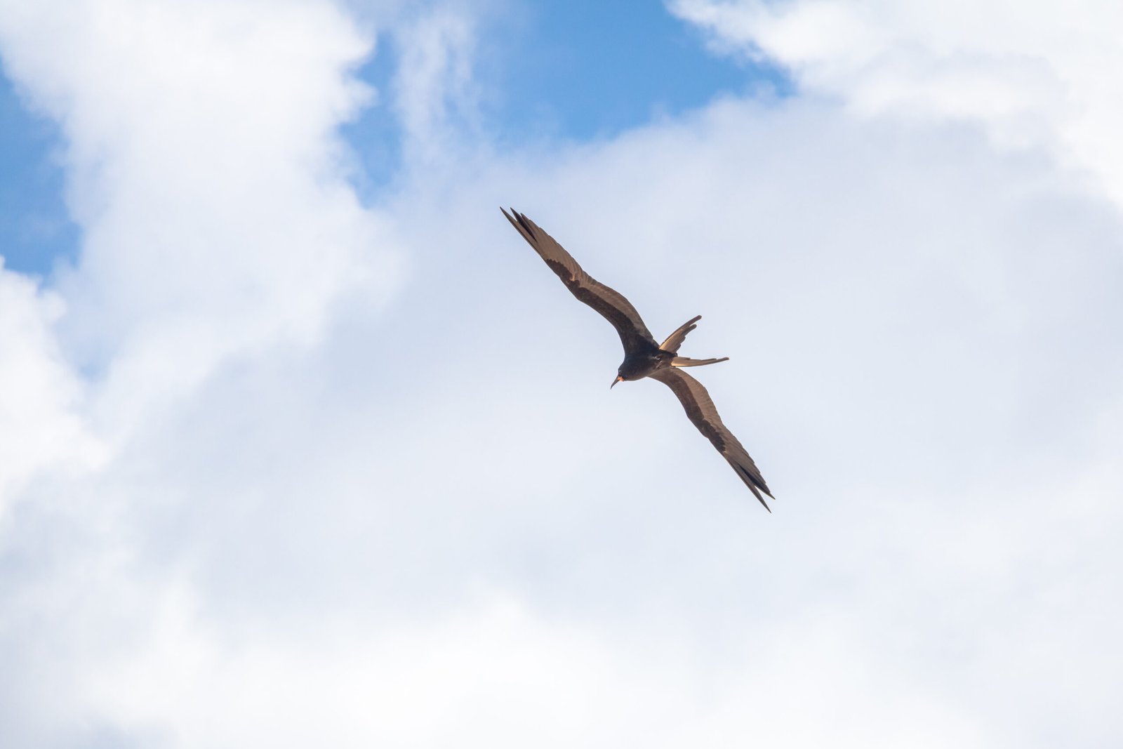 Fragata magnífica Fregata magnificens en vuelo