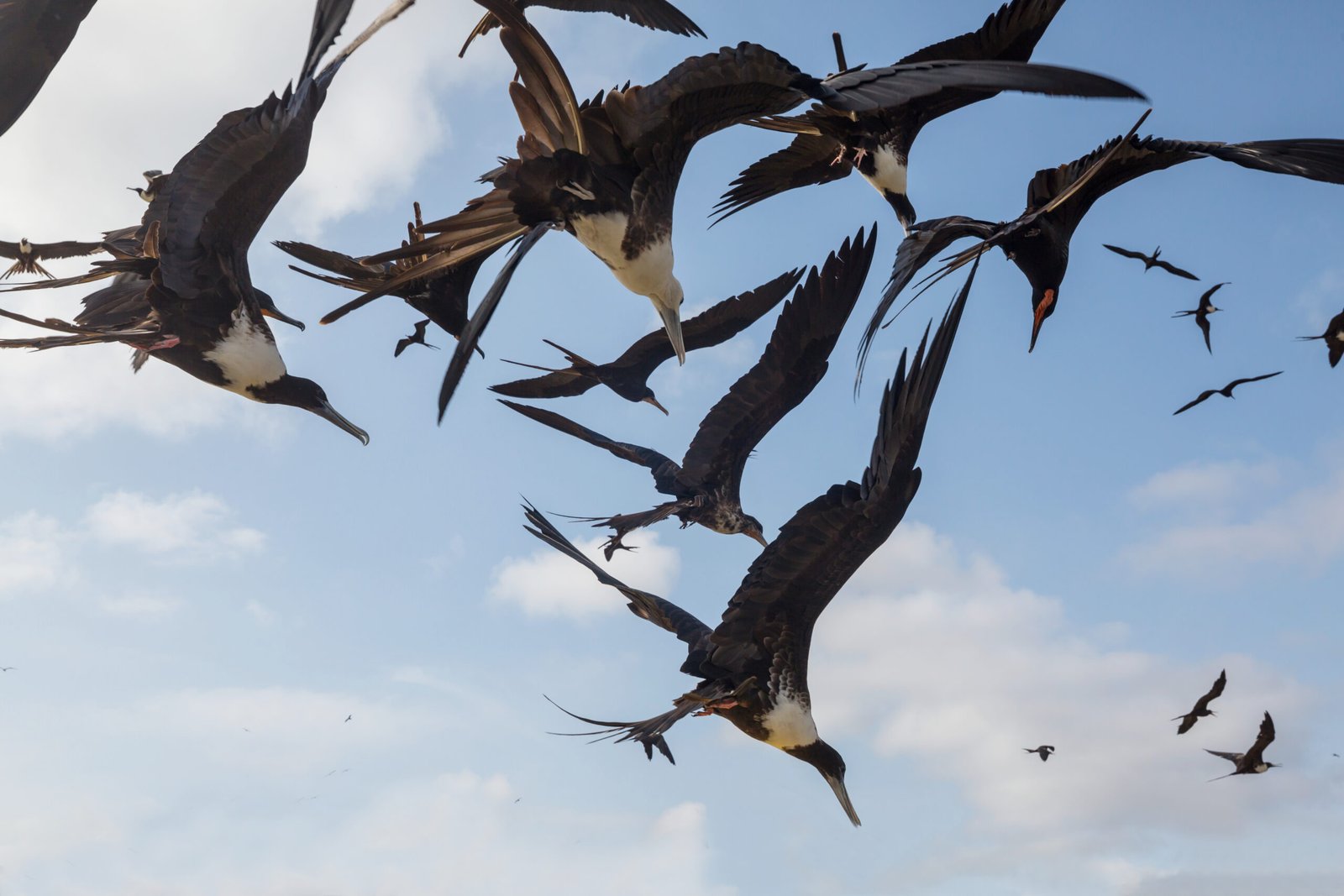 Fragatas magníficas volando sobre el cielo
