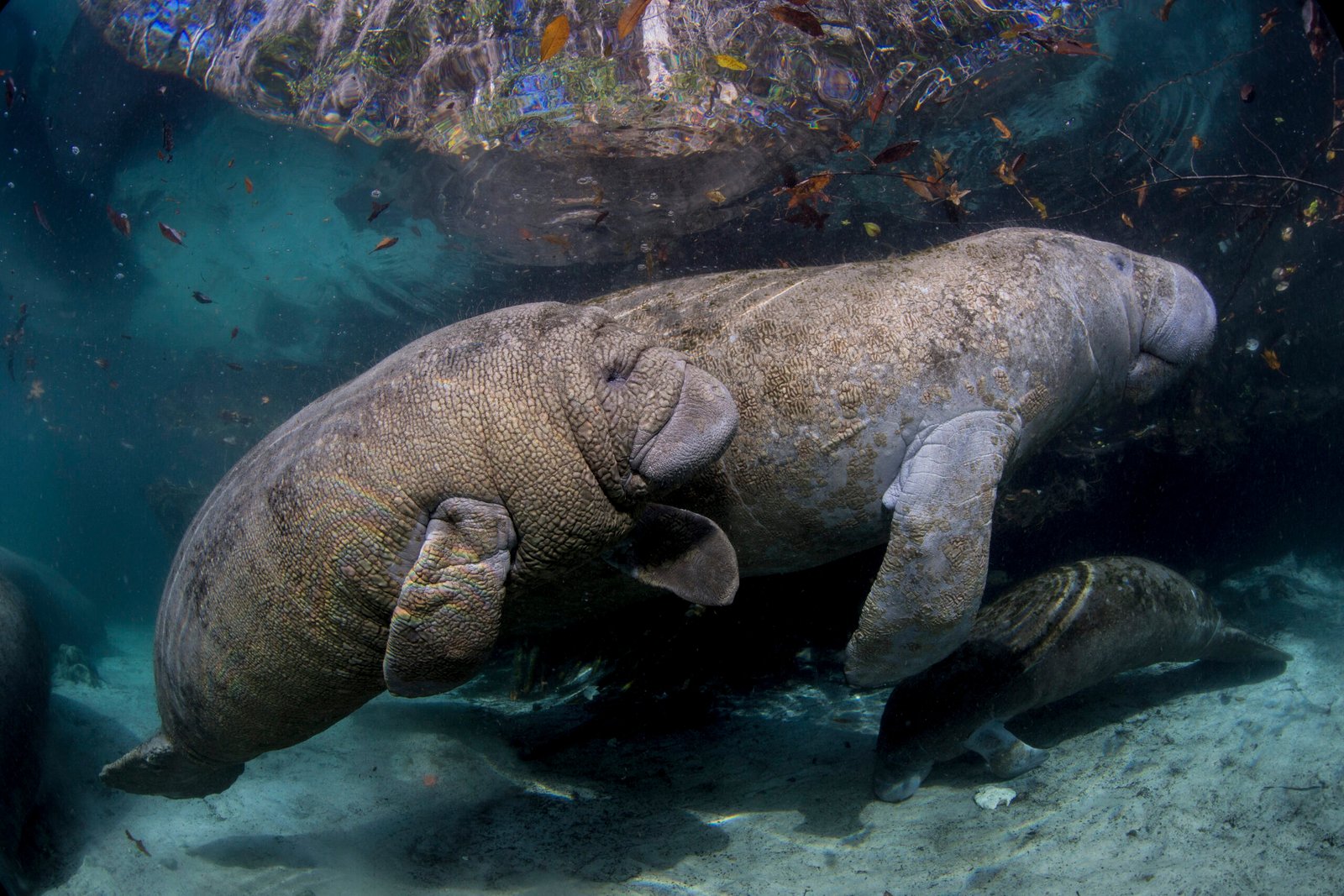 Manatíes nadando en agua cristalina