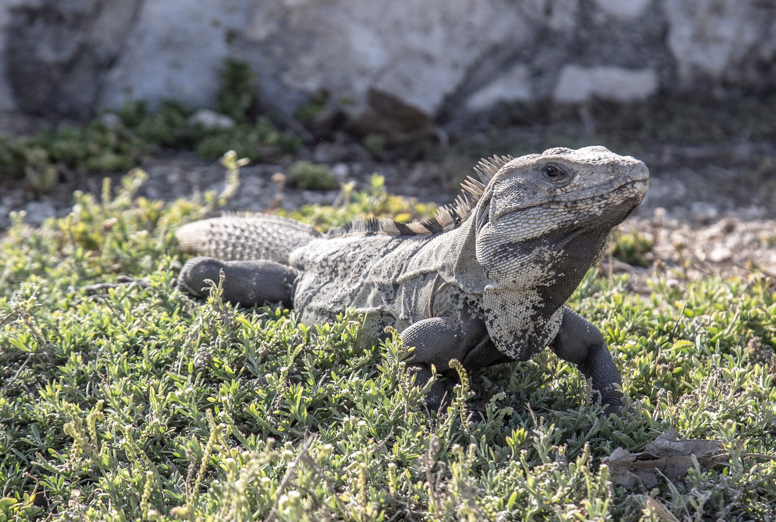 Iguana en las ruinas de Tulum, Quintana Roo