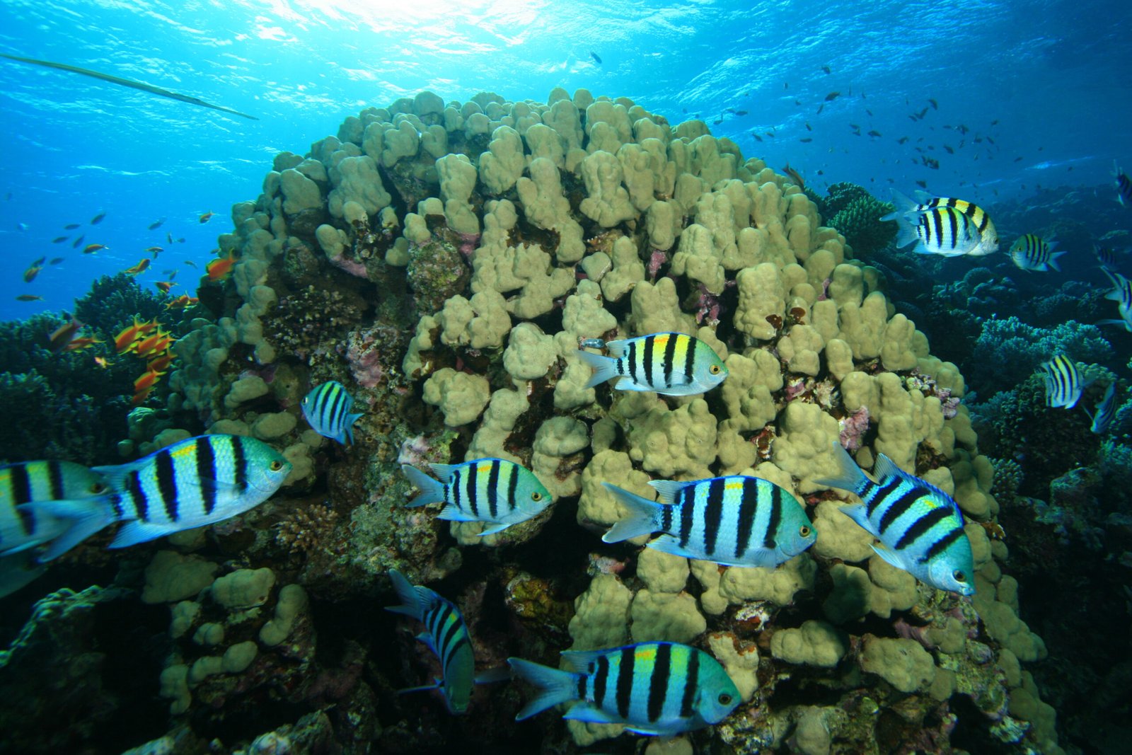 Abudefduf sexfasciatus, scissortail sergeant