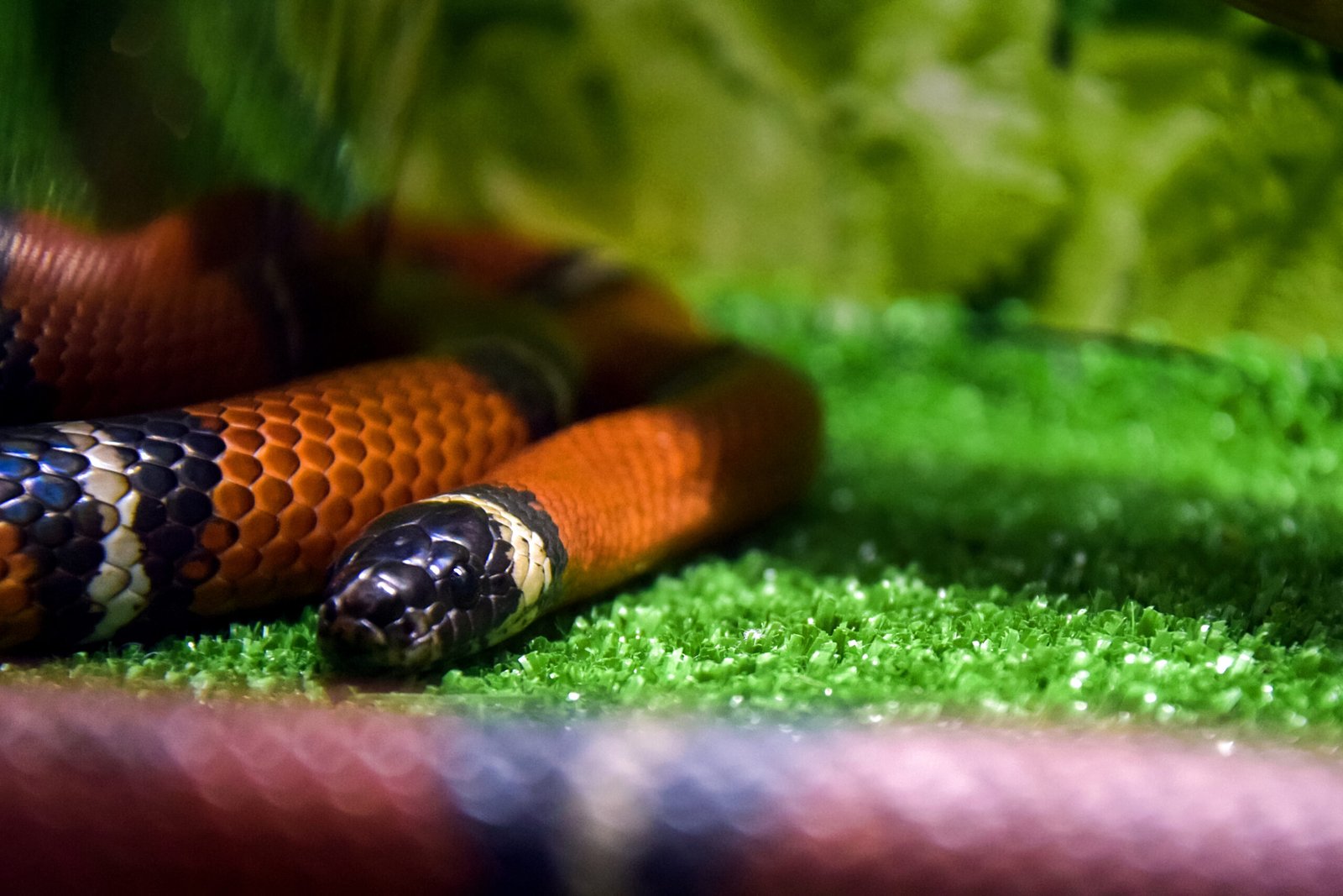 Serpiente anillada enrollada sobre fondo verde