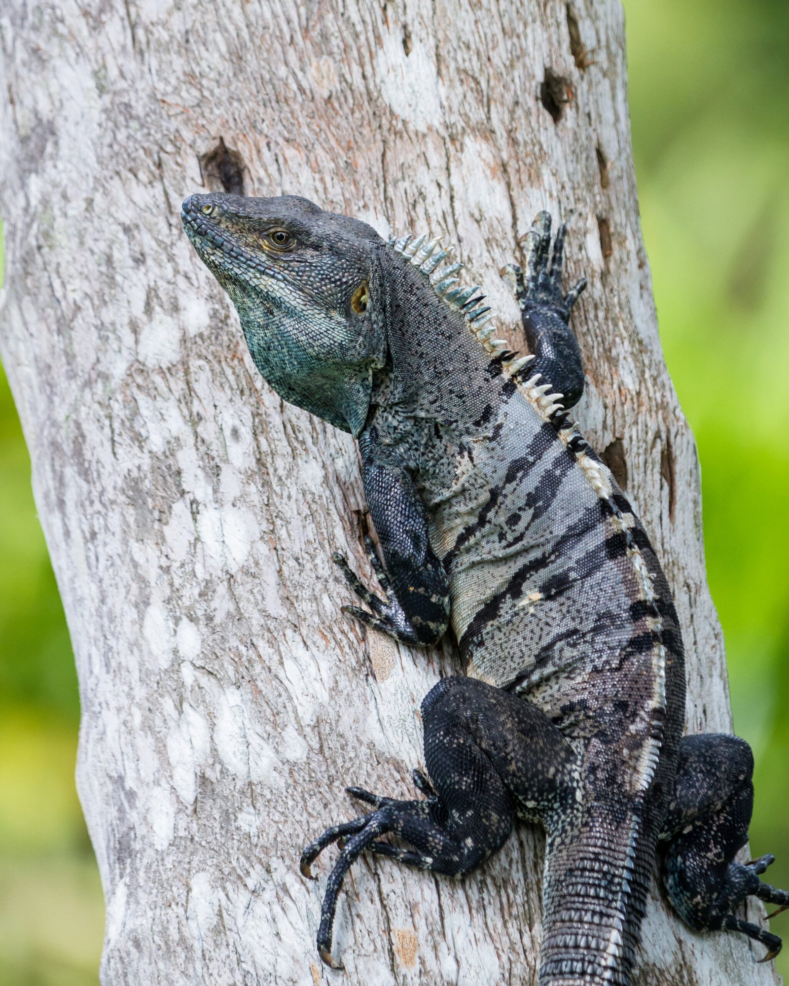 Iguana de cola espinosa en un árbol de Costa Rica