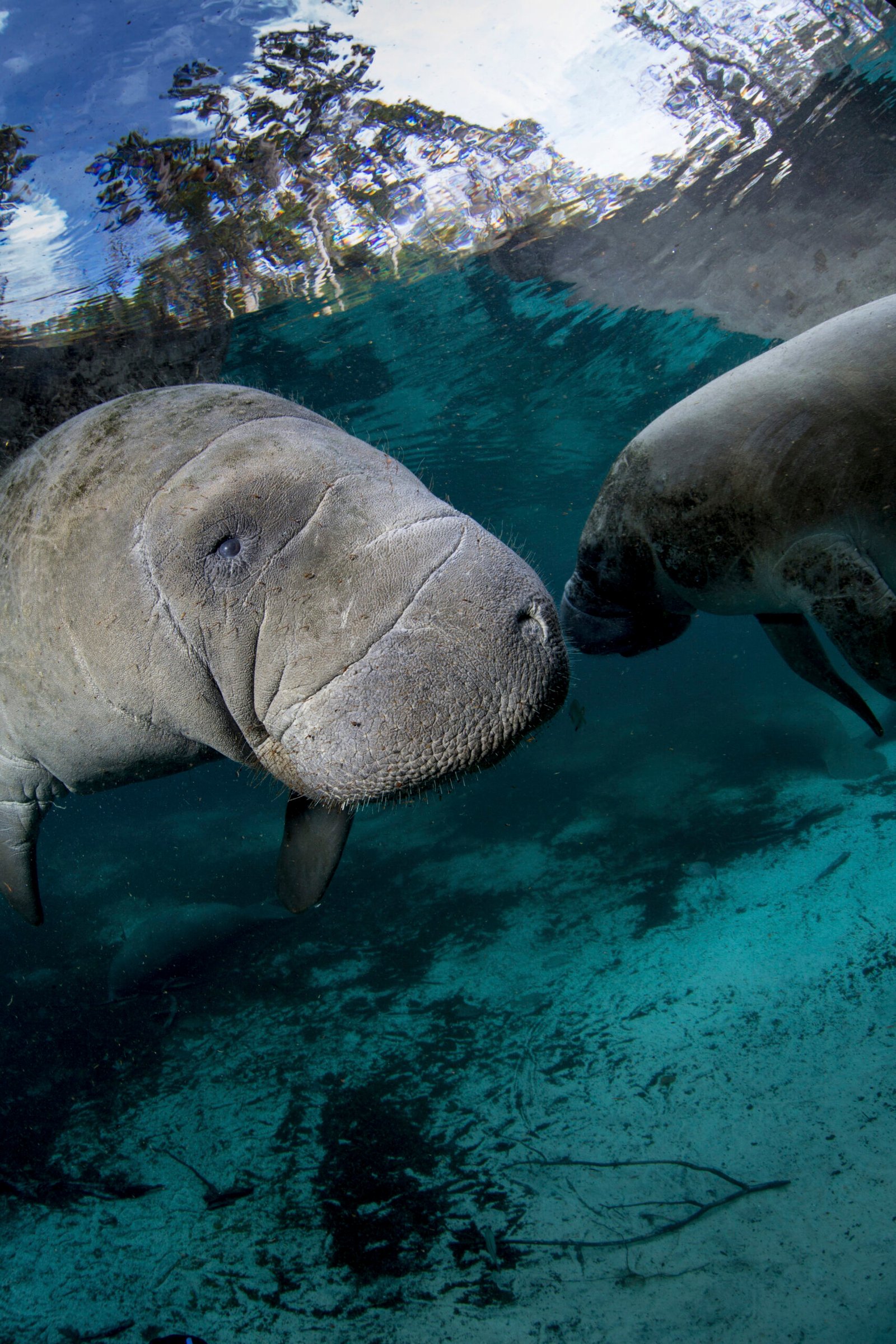 Dos manatíes nadando bajo el agua